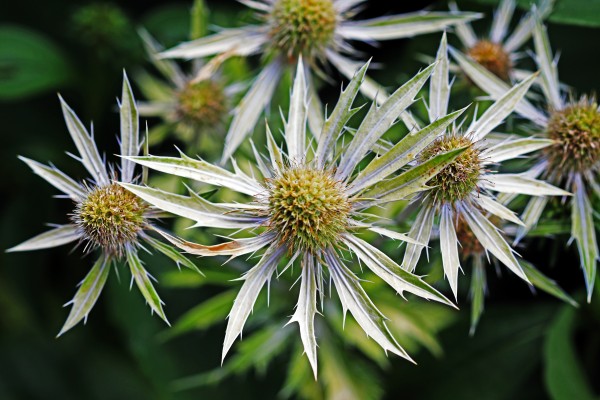 Variegated Sea Holly by Deb Oppermann